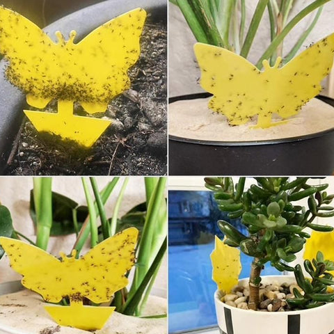 20 Pack Fly Trap, Cute and Effective Escape Flycatchers