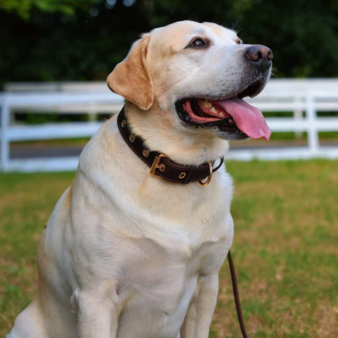 Premium Genuine Leather Dog Collar/Durable Real Leather Adjustable Collars For Male Female （size: S）