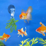 12Pcs Veggie Clips Aquarium Seaweed Clips Fish Food Holder Wide Mouth Clips Plants Suction Cups Algae Clips for Freshwater and Marine Fish Tank (Plastic)