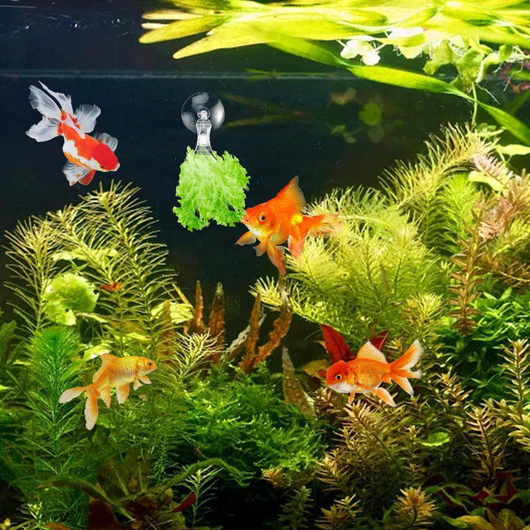 12Pcs Veggie Clips Aquarium Seaweed Clips Fish Food Holder Wide Mouth Clips Plants Suction Cups Algae Clips for Freshwater and Marine Fish Tank (Plastic)