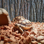 3D Reptile Box Background Plate Rock Stereoscopic Aquascape Tank Decoration - 2
