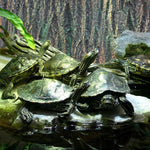 3D Reptile Box Background Plate Rock Stereoscopic Aquascape Tank Decoration - 2