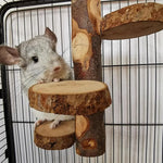 Parrot Stand Squirrel Training Swing Pet Stand Toy Small Pet Exercise Play