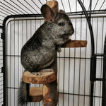 Parrot Stand Squirrel Training Swing Pet Stand Toy Small Pet Exercise Play