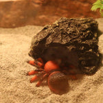 Pet Sand for Tortoises Snakes Lizards Spiders Multi-colour Reptile Habitat Decor - White