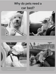 Turquoise Plush Dog Car Booster Seat - 2-in-1 Travel Bed for Small Dogs with Washable Cover